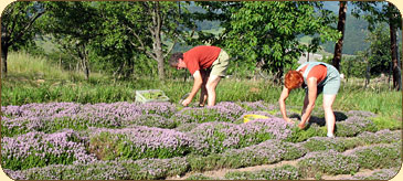 Cueillette de plantes médicinales à la ferme du Kalblin