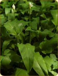 Malva sylvestris L.
