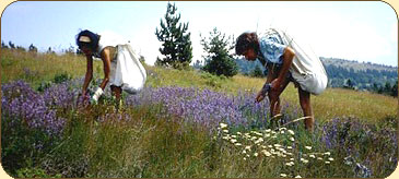 Cuiellette de plantes sauvages à la ferme du Kalblin